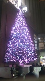 ebisu tree